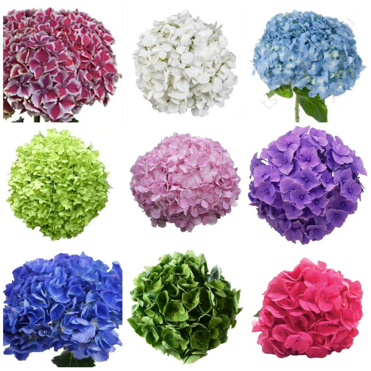 Гидрангия Микс; Колумбия