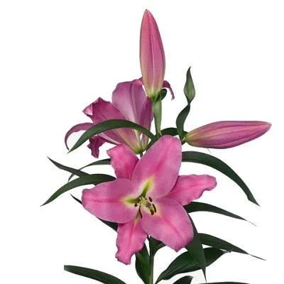 _лилия ор малдано супра