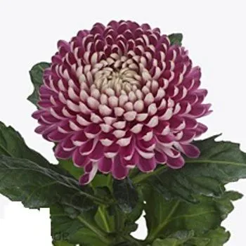 хризантема одноголовая Кутюр