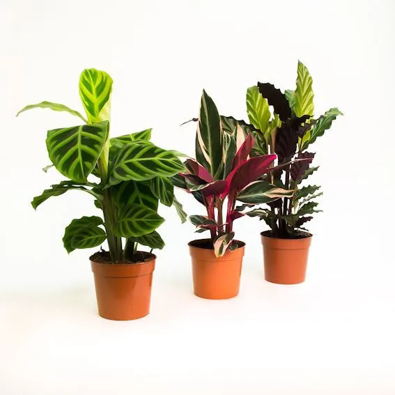 картинка Калатея Микс 12/45 от магазина Флоранж