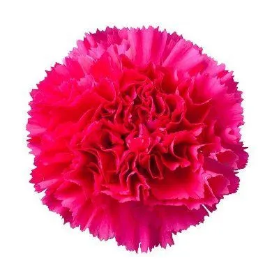 гвоздика одноголовая Бизет; Колумбия