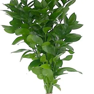 картинка рускус от магазина Флоранж