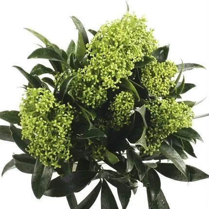 скиммия Грин 