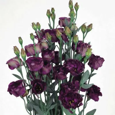 эустома Розанна Блэк Перл