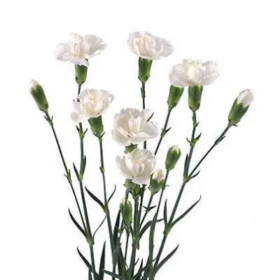 гвоздика кустовая белая, Колумбия