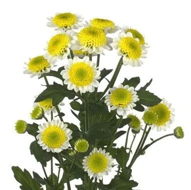 хризантема кустовая Сантини Сан Ап