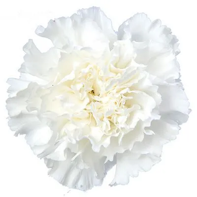 гвоздика одноголовая Белая; Колумбия