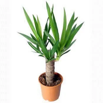 картинка Юкка 14/50 от магазина Флоранж