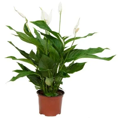 картинка Спатифиллюм Верди 17/70 от магазина Флоранж