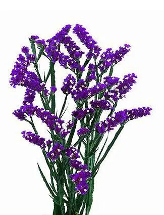 статица Пиппа Вингс