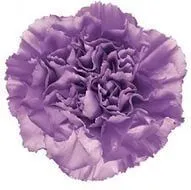 гвоздика одноголовая Мунлайт; Колумбия