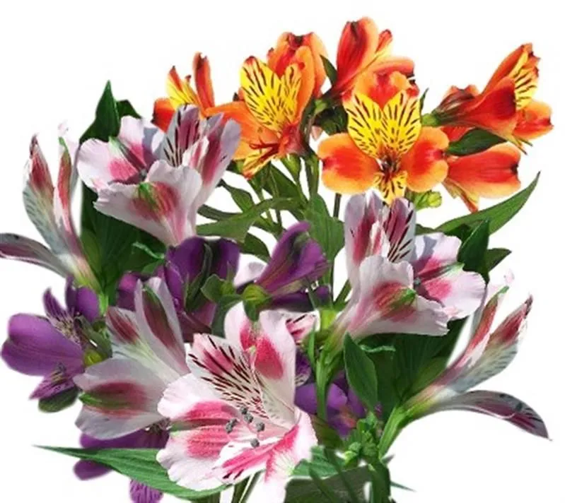 альстромерия Микс 80см; Колумбия