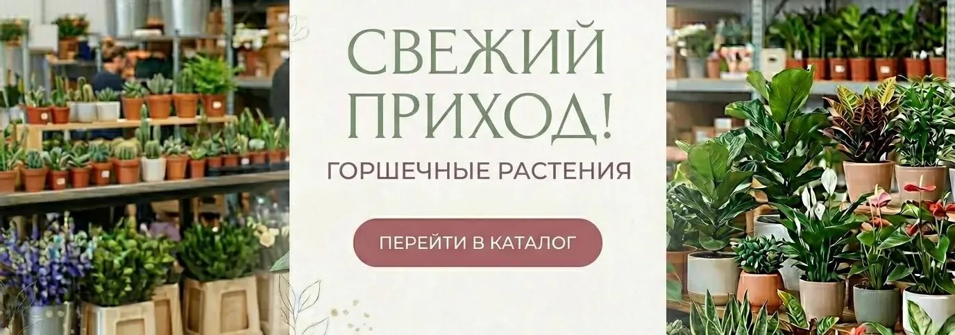 Свежий приход горшечных растений