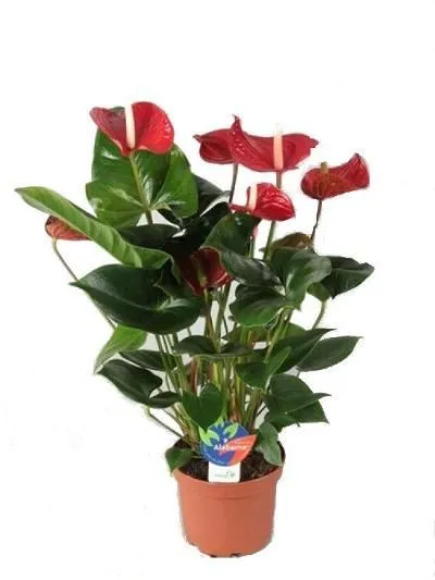 картинка Антуриум Мадурал 14/50 от магазина Флоранж