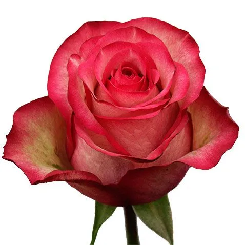 картинка роза Карусель 60см; Эквадор от магазина Флоранж