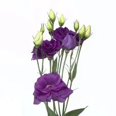 эустома Блау; Израиль