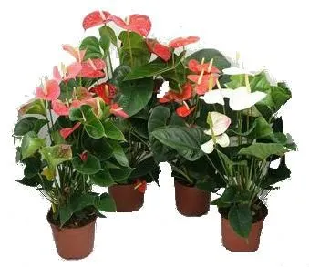 картинка Антуриум андр. Микс 12/40 от магазина Флоранж