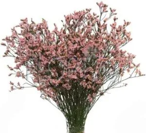 картинка лимониум Сафора Пинк от магазина Флоранж