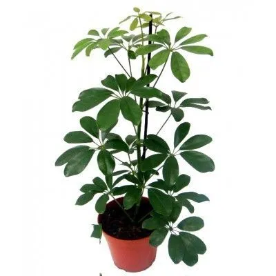 картинка Шефлера Нора 13/45 от магазина Флоранж