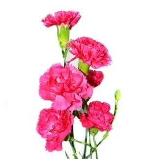 гвоздика кустовая темно-розовая; Колумбия