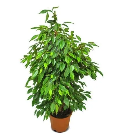 картинка Фикус Бенджамина Анастасия 17/70 от магазина Флоранж