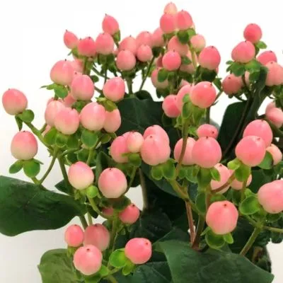 гиперикум Коко Тиамо