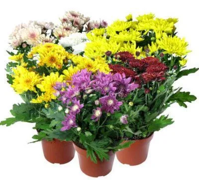 Хризантема кустовая Дабл Микс 12/25