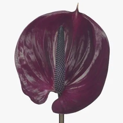 антуриум Маравилла