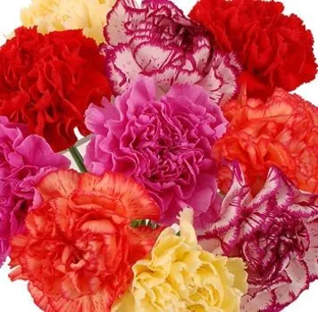 _гвоздика одн. микс пастел (ЭКВ)