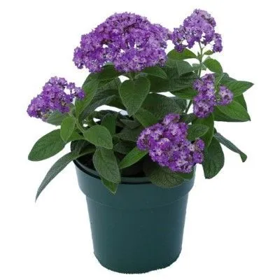 гелиотроп в горшке