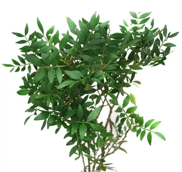 картинка лист фисташки лонг голл от магазина Флоранж