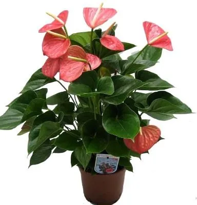 картинка Антуриум Пинк 12/40 от магазина Флоранж