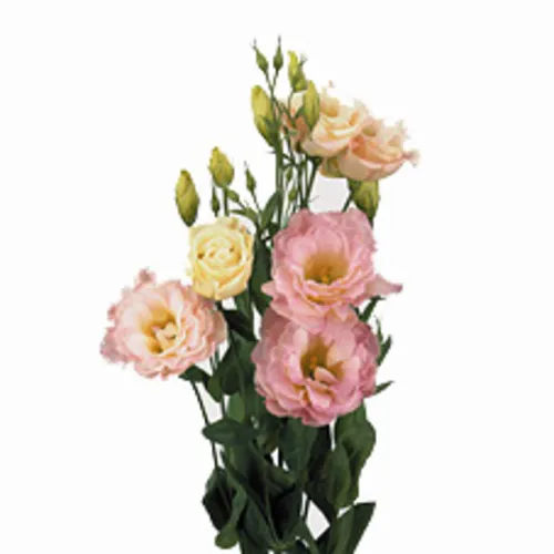 эустома Алисса Шампань