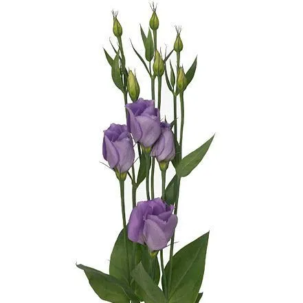 картинка эустома Корелли Лавендер от магазина Флоранж