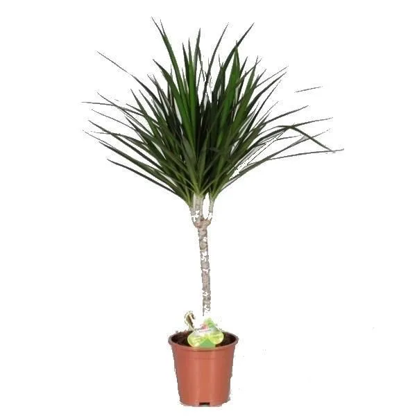 Драцена Марджината 14/50