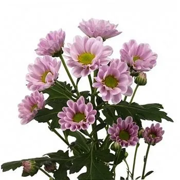 хризантема кустовая Сантини Росси Пинк