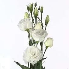 Эустома Вайт; Израиль