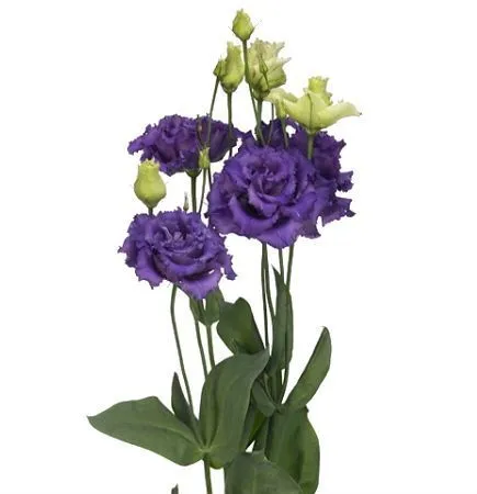 эустома  Алисса Блу