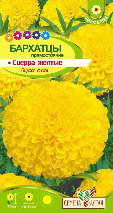 Бархатцы Сиерра Желтые (цветной пакет) 0,3г; Семена Алтая
