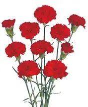 гвоздика кустовая красная, Колумбия