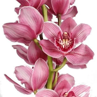 картинка цимбидиум Моника от магазина Флоранж