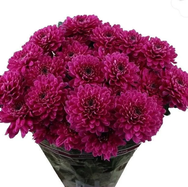 хризантема кустовая Фабьен Пурпл