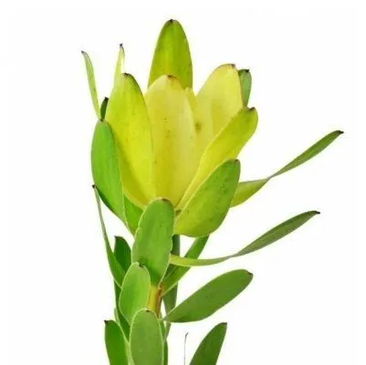 _леукадендрон сафари голдстрайк