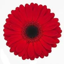 картинка Гербера Аква Красная; Россия от магазина Флоранж