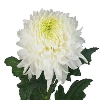 хризантема Магнум