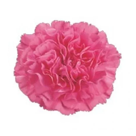 гвоздика одноголовая Розовая; Эквадор