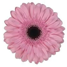 картинка Гербера Аква Розовая; Россия от магазина Флоранж