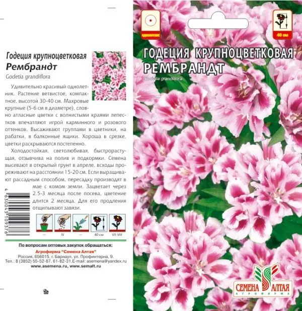 Годеция Рембрандт (цветной пакет) 0,2г; Семена Алтая