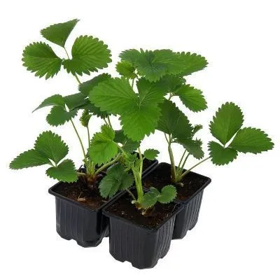 земляника микс