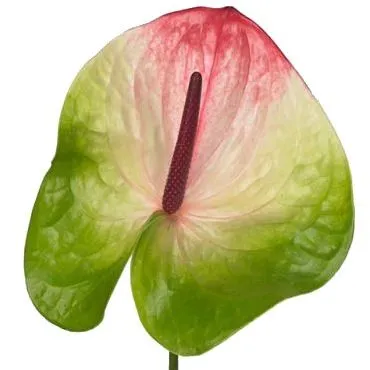 картинка _антуриум зафира от магазина Флоранж